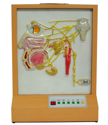 頭面部自主神經分布電動模型——現代醫學教學的理想教具